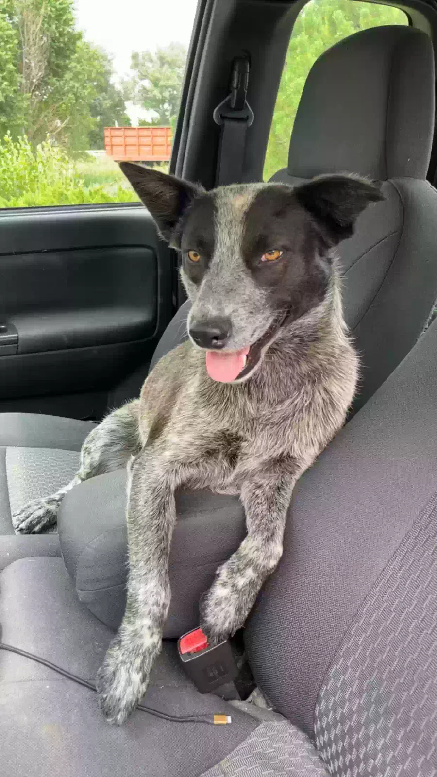 Lost dog in Loveland, CO, 80537