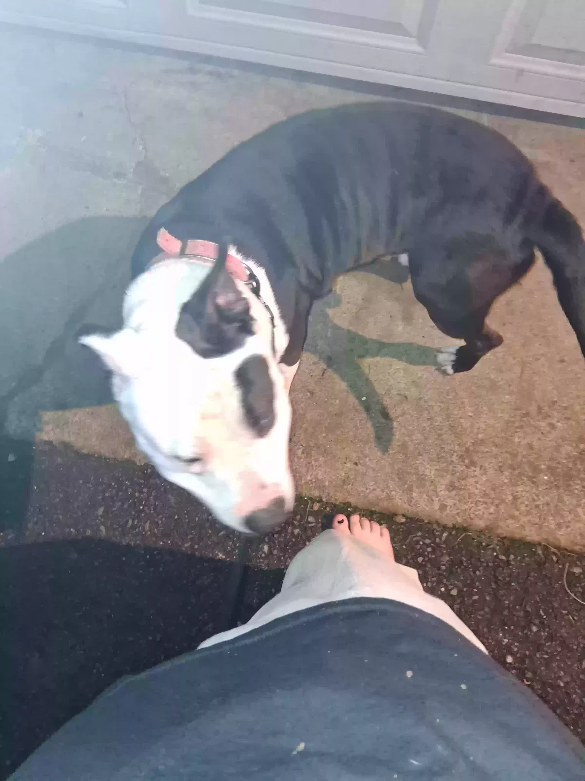 Found dog in Goodlettsville, TN, 37072
