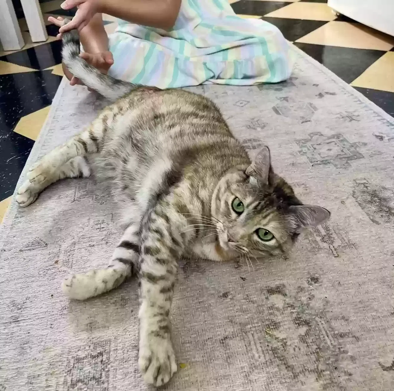 Lost cat in Portland, OR, 97232