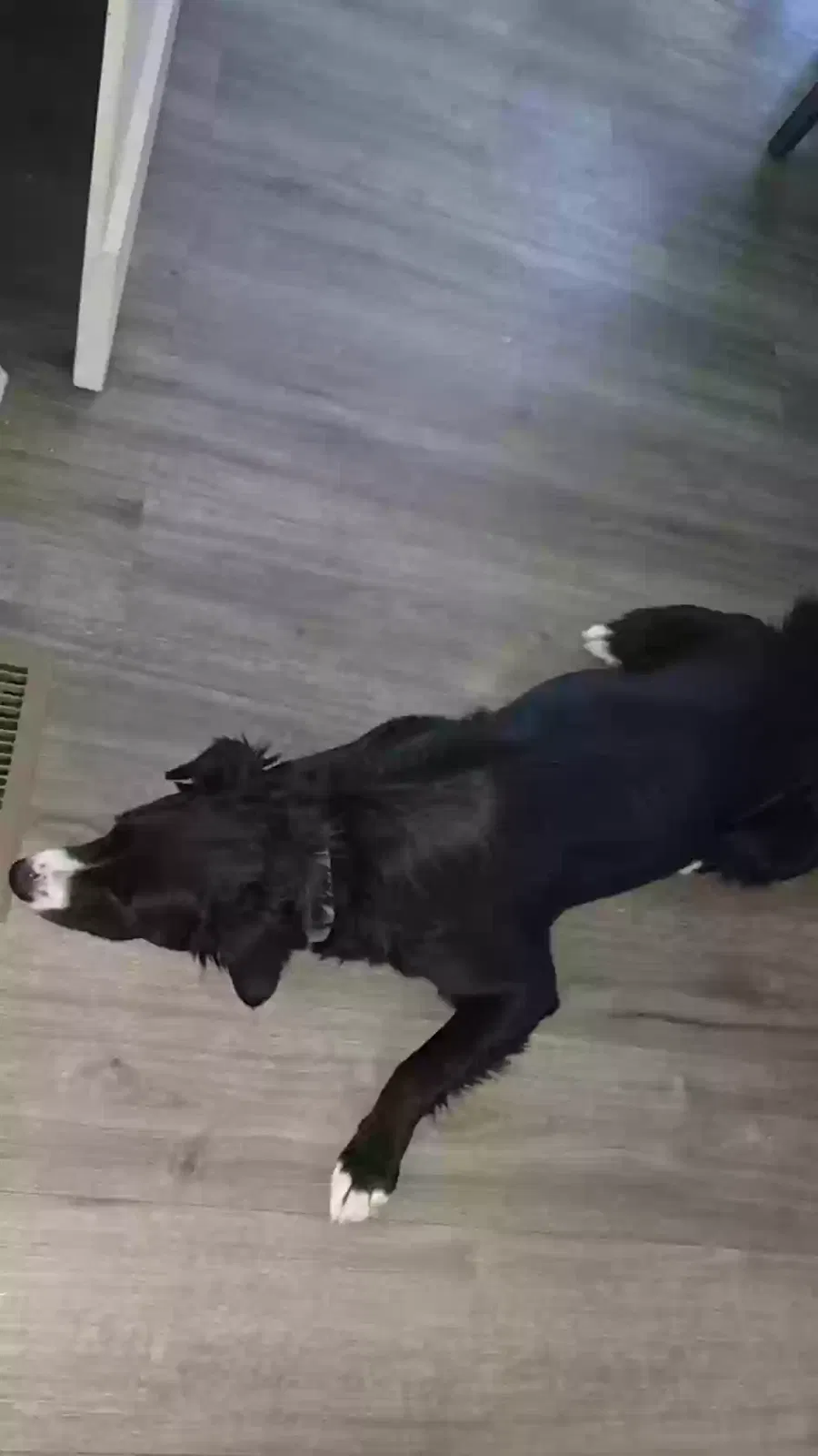 Lost dog in Denver, CO, 80234