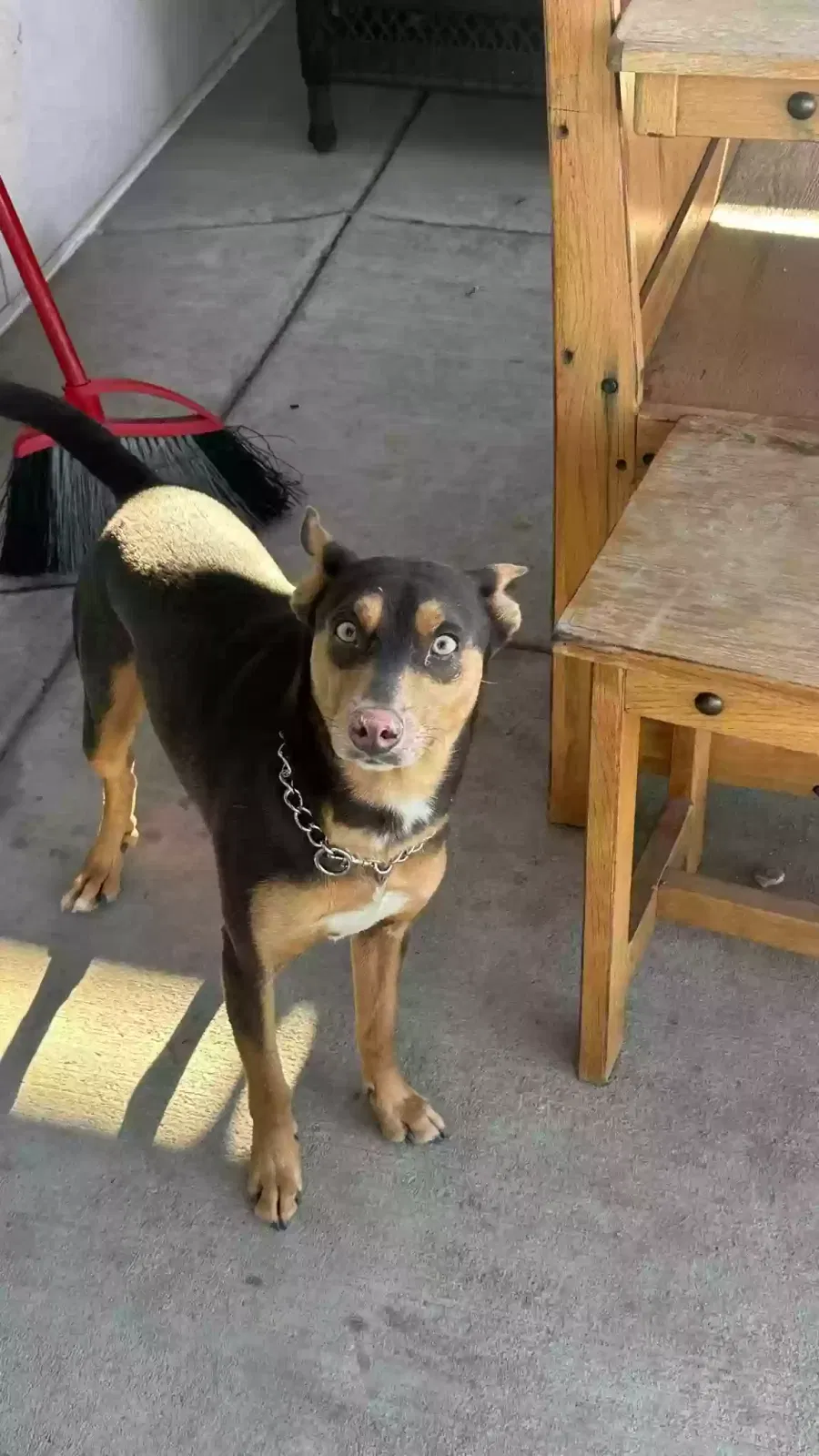 Lost dog in San Bernardino, CA, 92405
