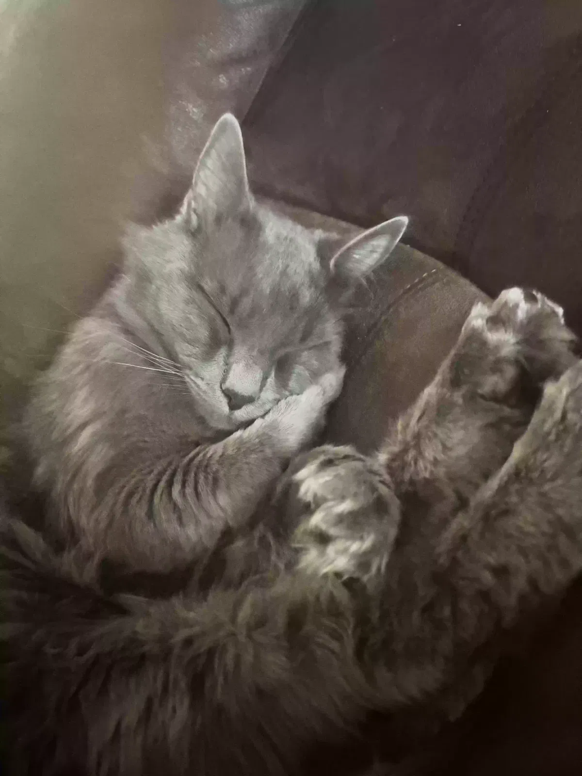 Lost cat in Rocklin, CA, 95677