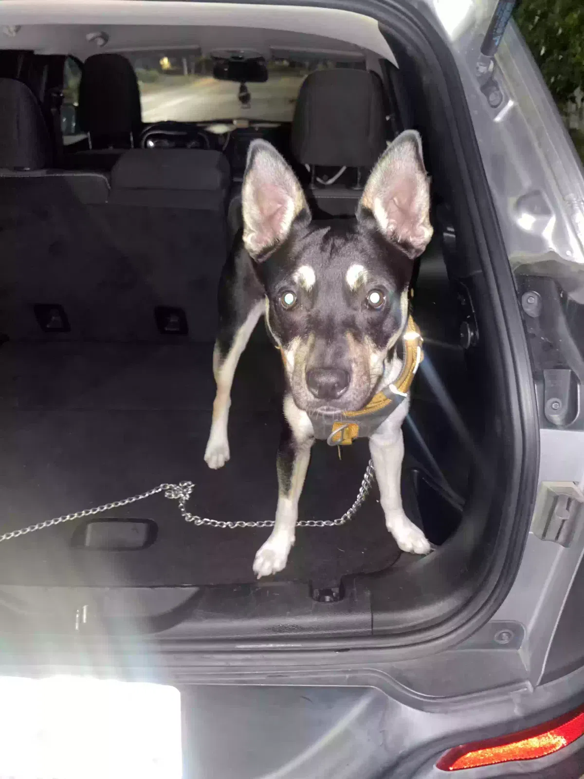 Lost dog in North Hollywood, CA, 91605