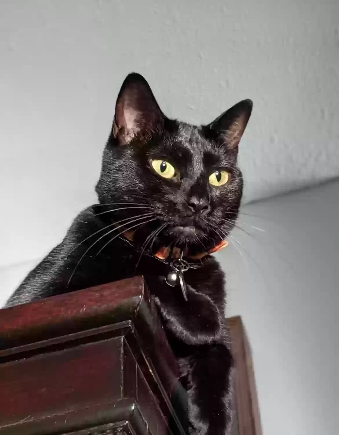 Lost cat in Port Saint Lucie, FL, 34952