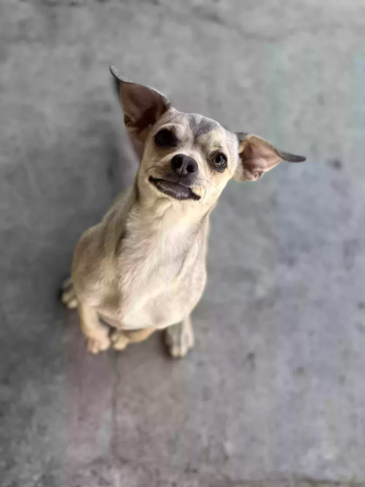 Lost dog in Mesa, AZ, 85204