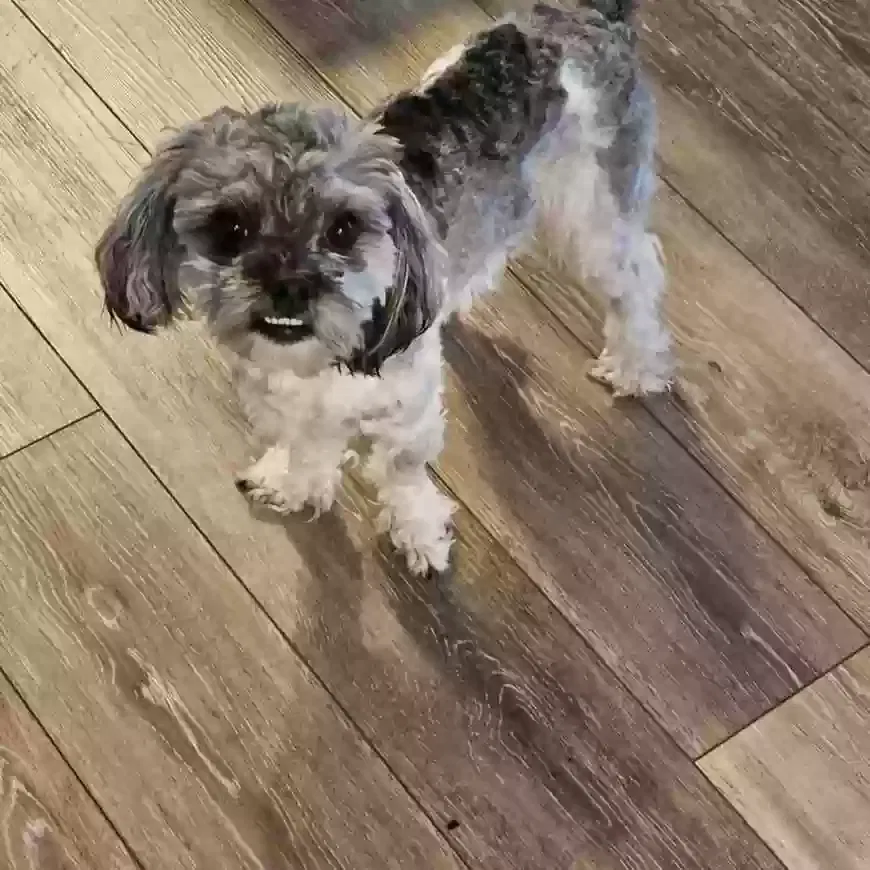 Lost dog in Canal Winchester, OH, 43110