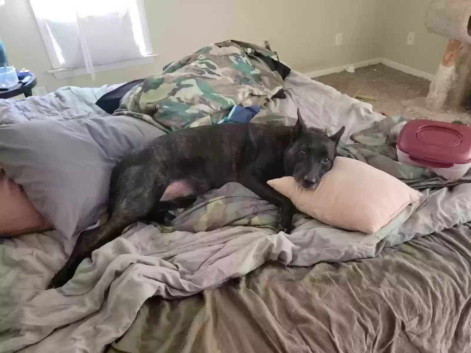 Lost dog in Kernersville, NC, 27284
