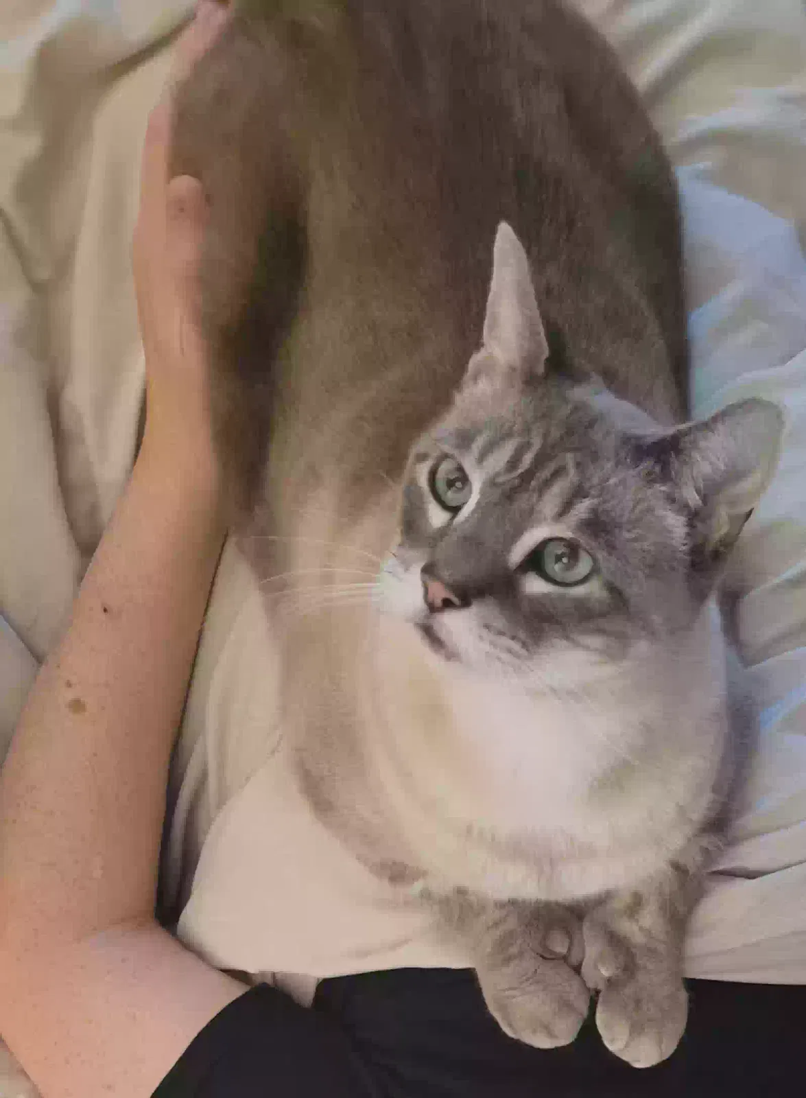 Lost cat in Sherwood, OR, 97140