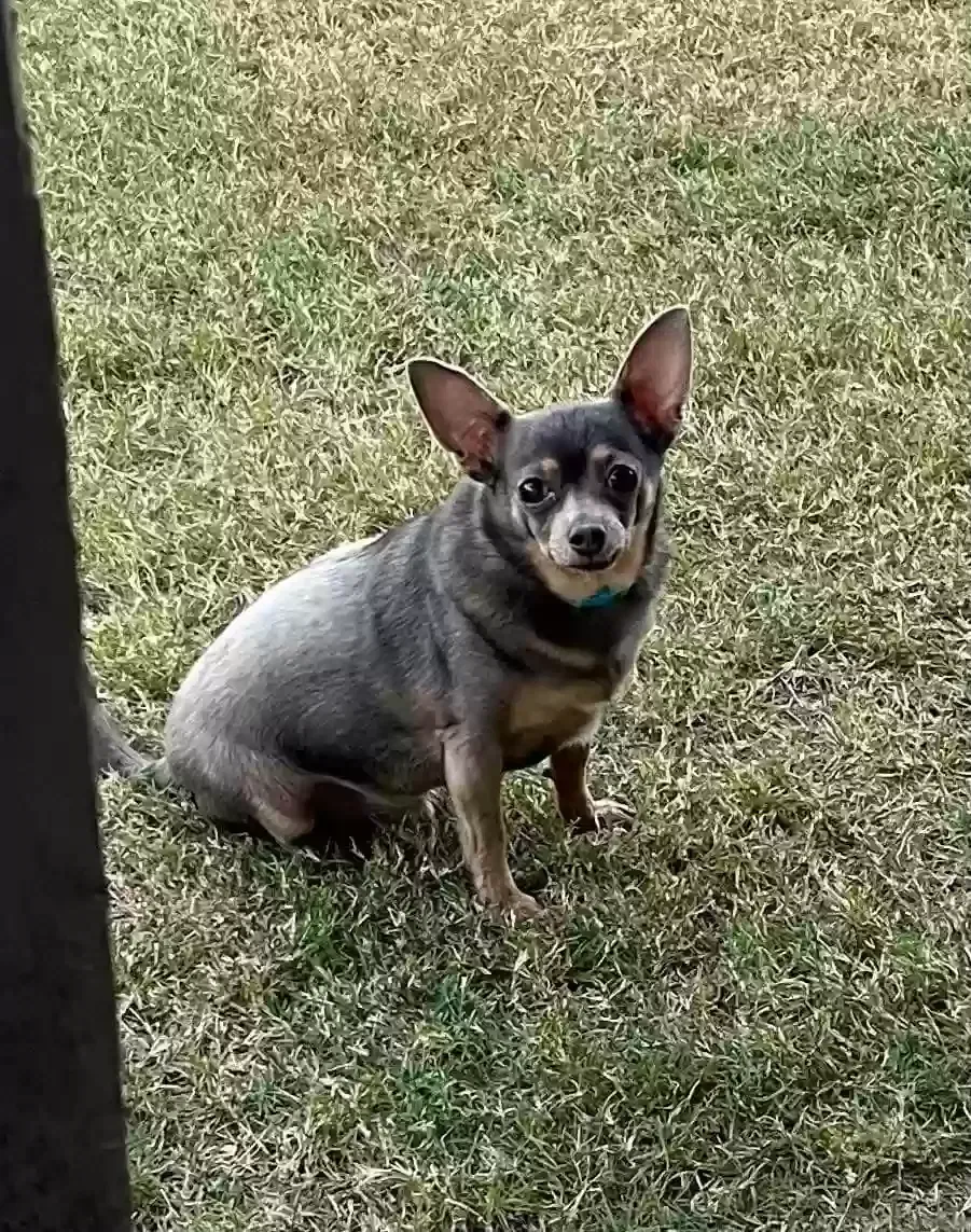 Lost dog in Broken Arrow, OK, 74014