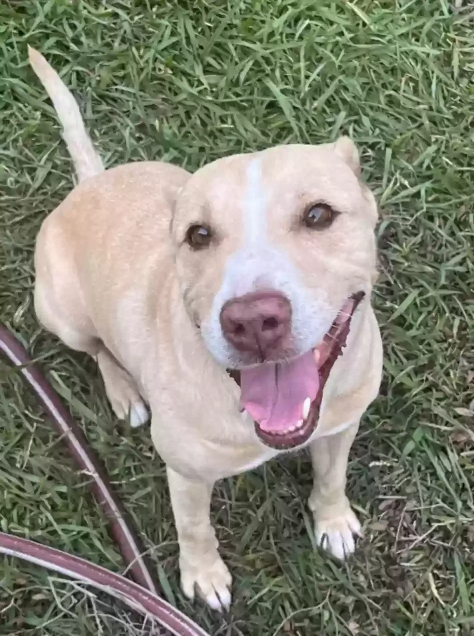 Lost dog in Houston, TX, 77083