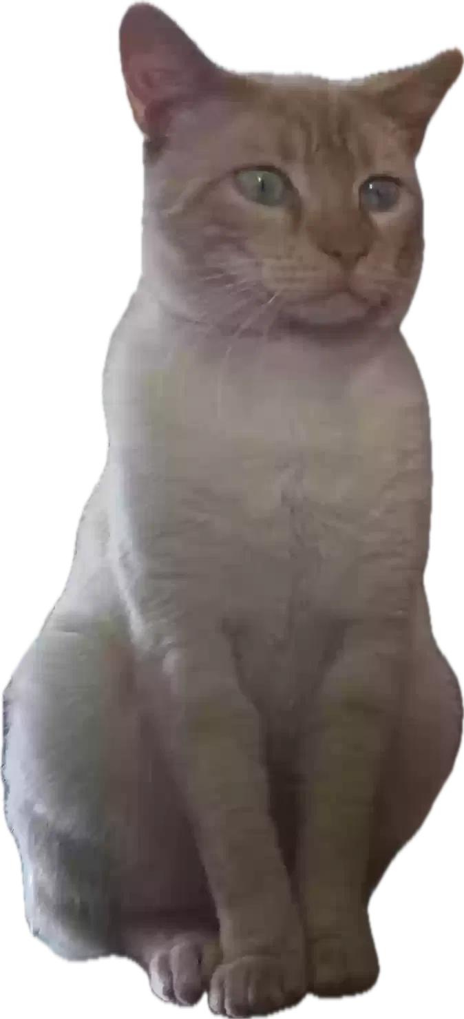 Lost cat in Redondo Beach, CA, 90278