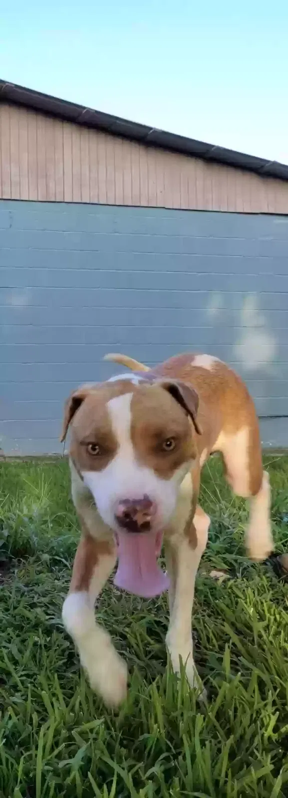 Lost dog in Baytown, TX, 77521