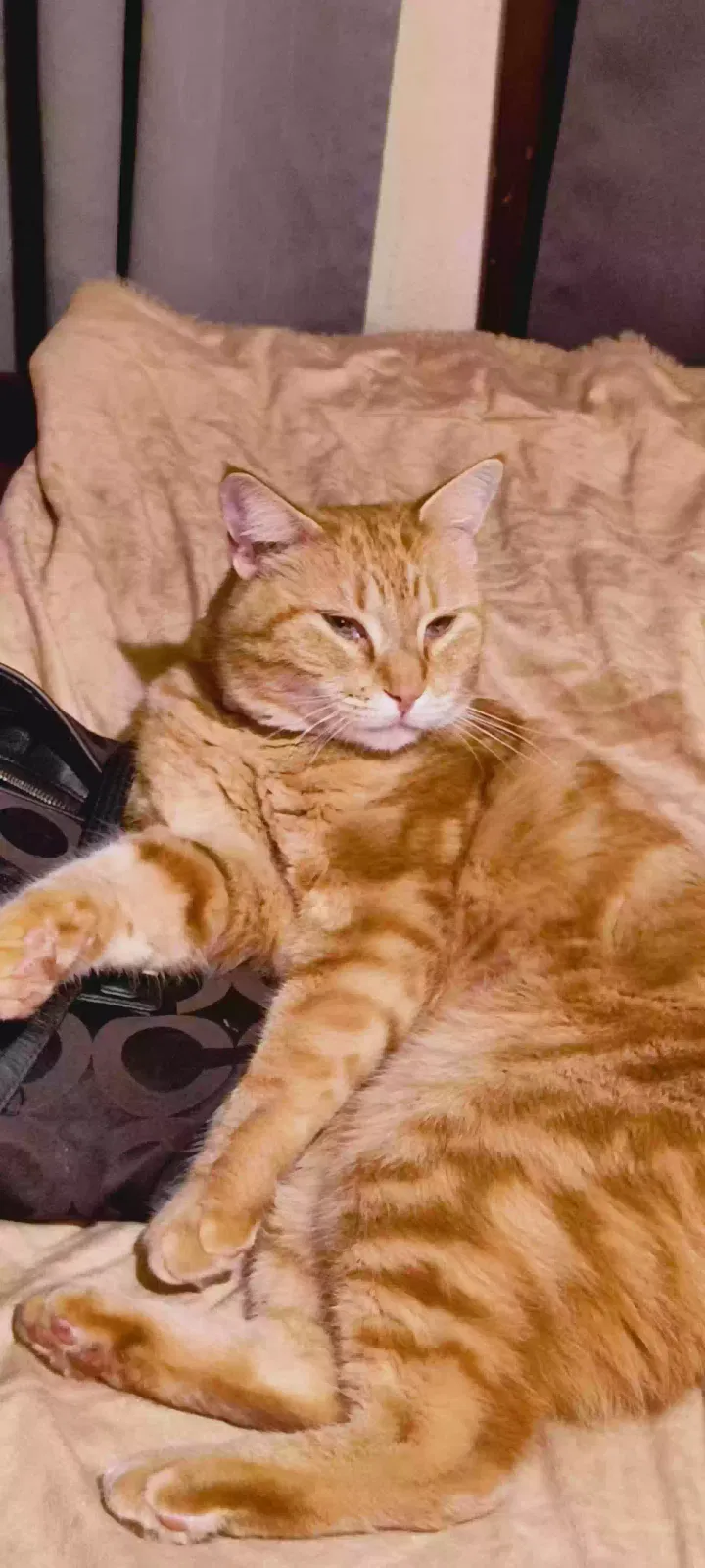 Lost cat in Kent, WA, 98031
