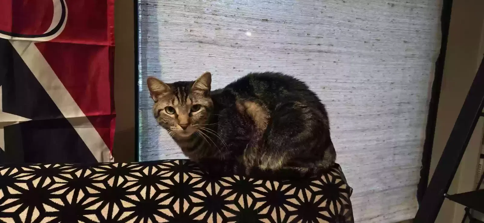 Lost cat in Houston, TX, 77027
