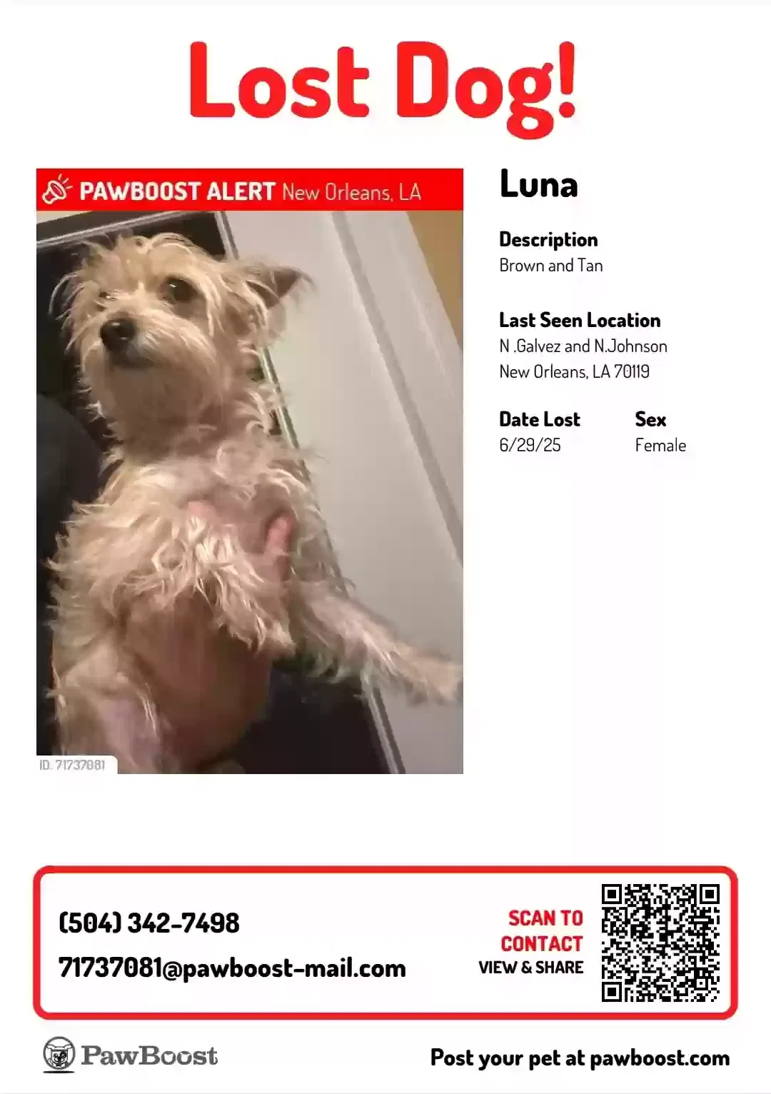 Lost dog in New Orleans, LA, 70116