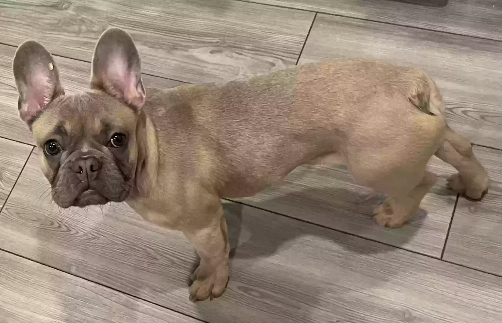 Lost dog in Forney, TX, 75126