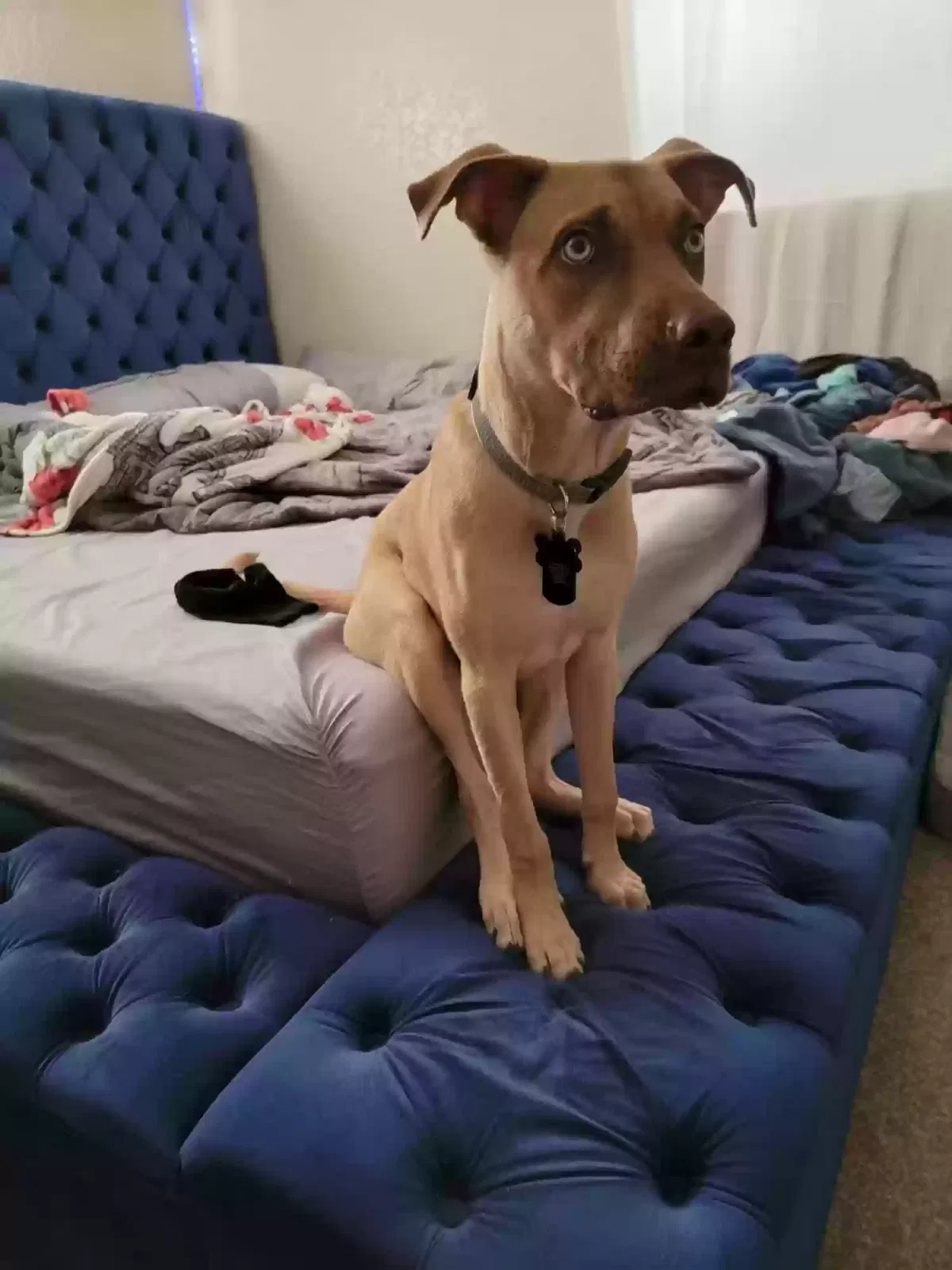 Lost dog in Kissimmee, FL, 34741