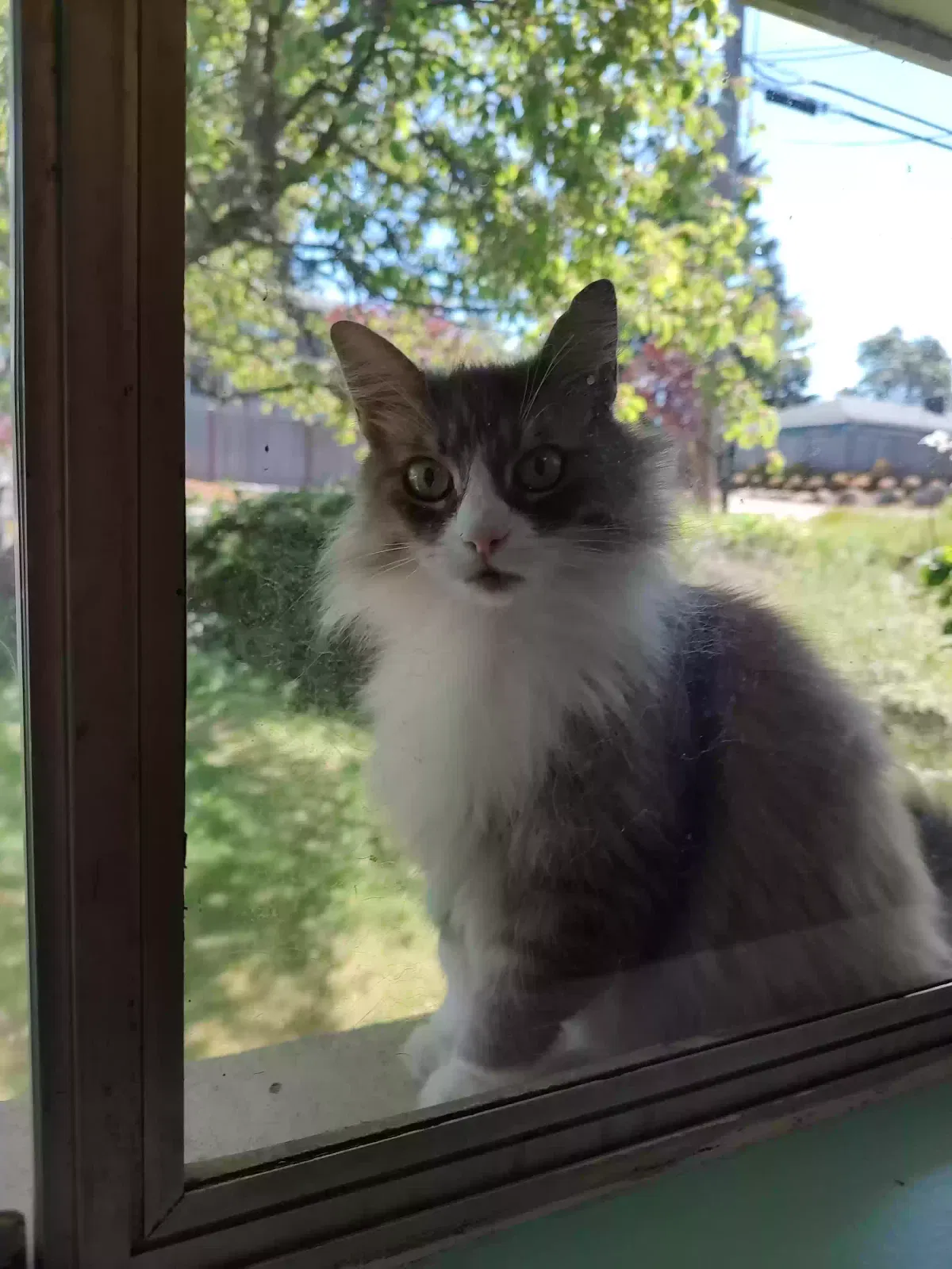 Lost cat in Seattle, WA, 98148