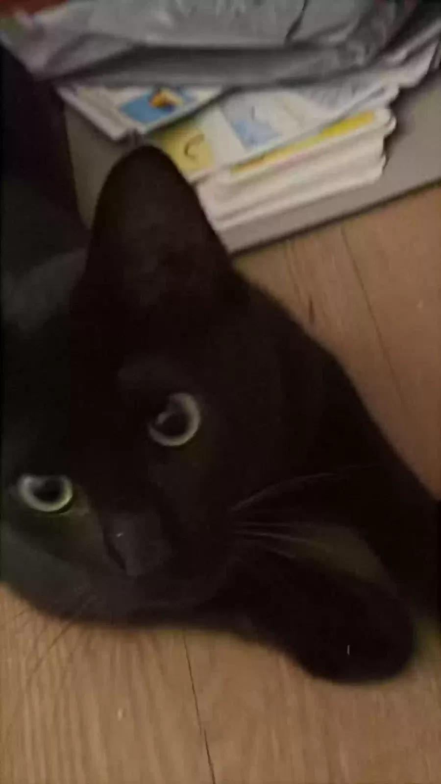 Lost cat in Pasadena, CA, 91104