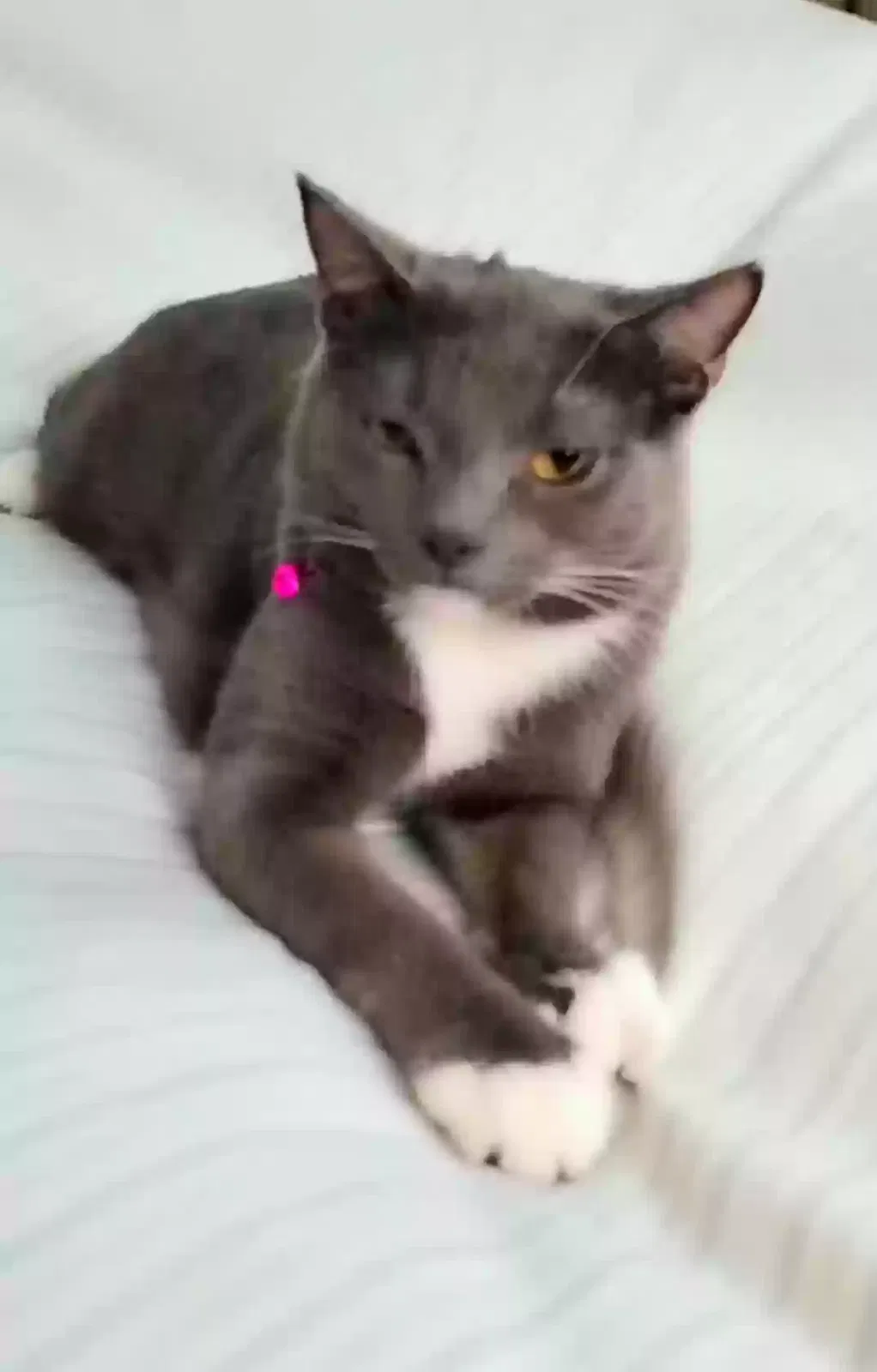Lost cat in Los Angeles, CA, 90065