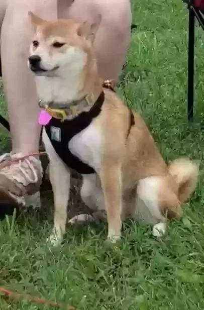 Lost dog in Pierce City, MO, 65723