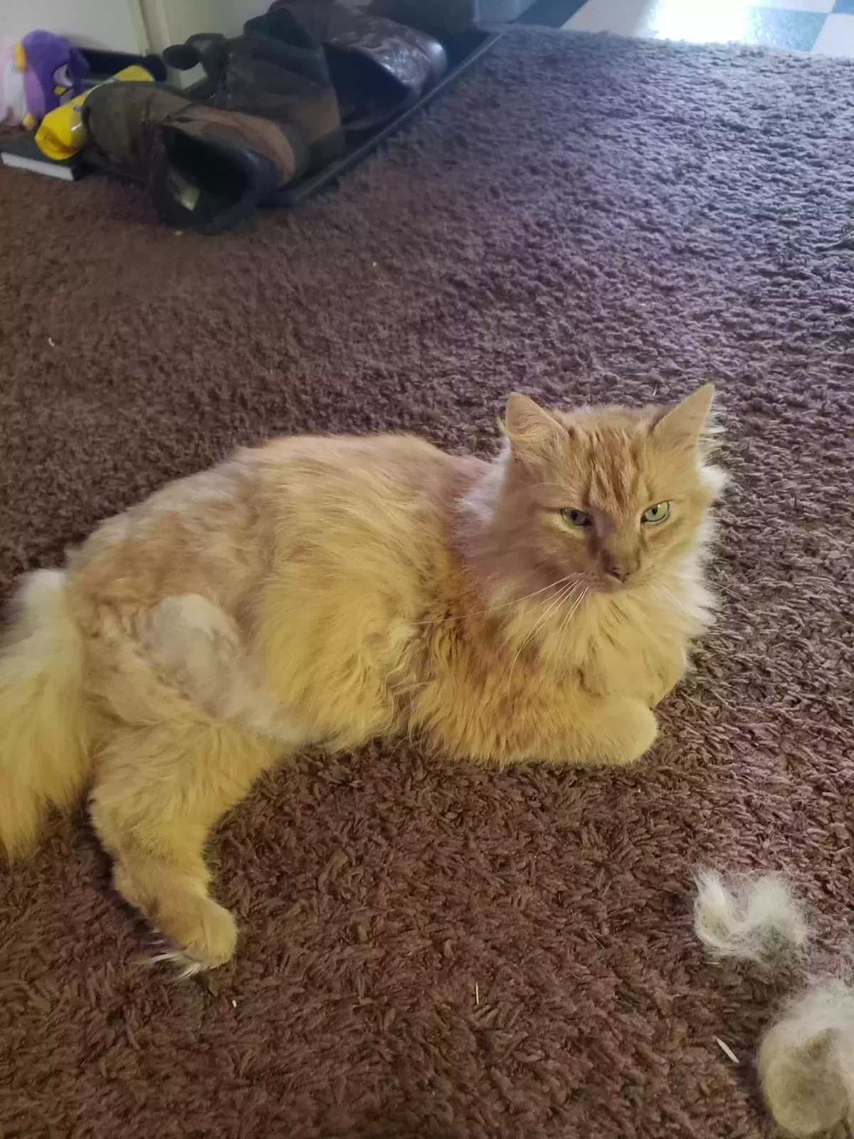 Lost cat in Ronks, PA, 17572