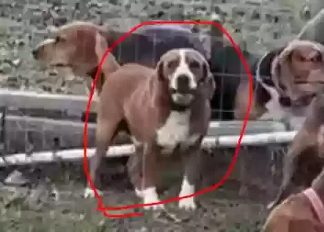 Lost dog in Edgemoor, SC, 29712