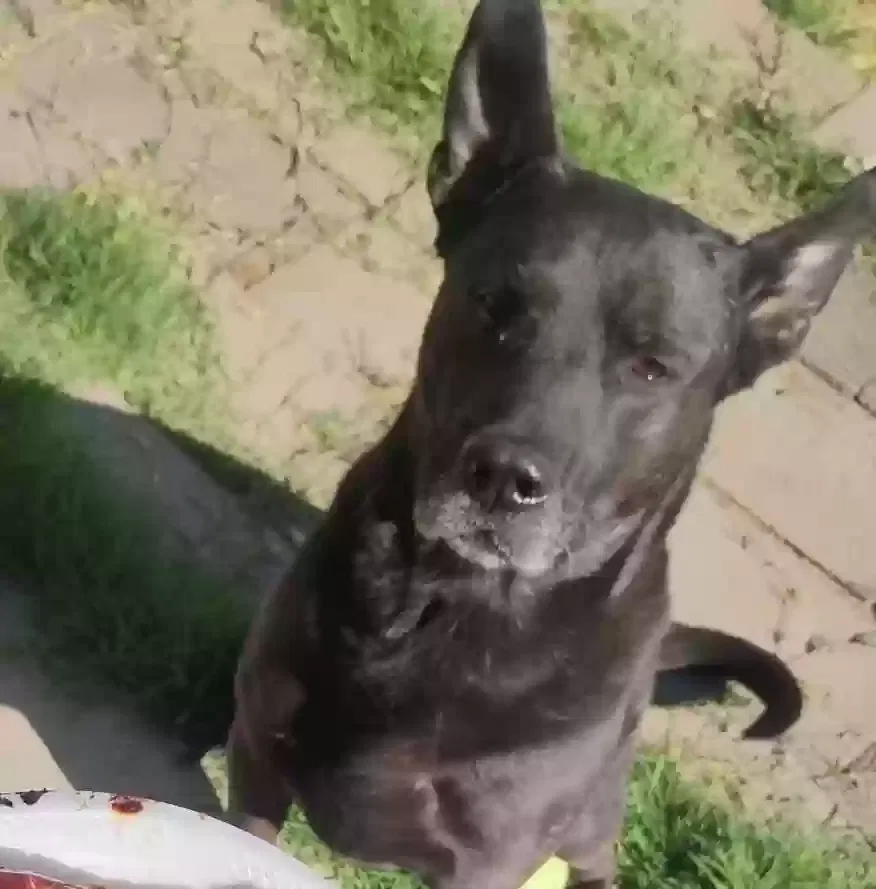 Lost dog in Phoenix, AZ, 85048