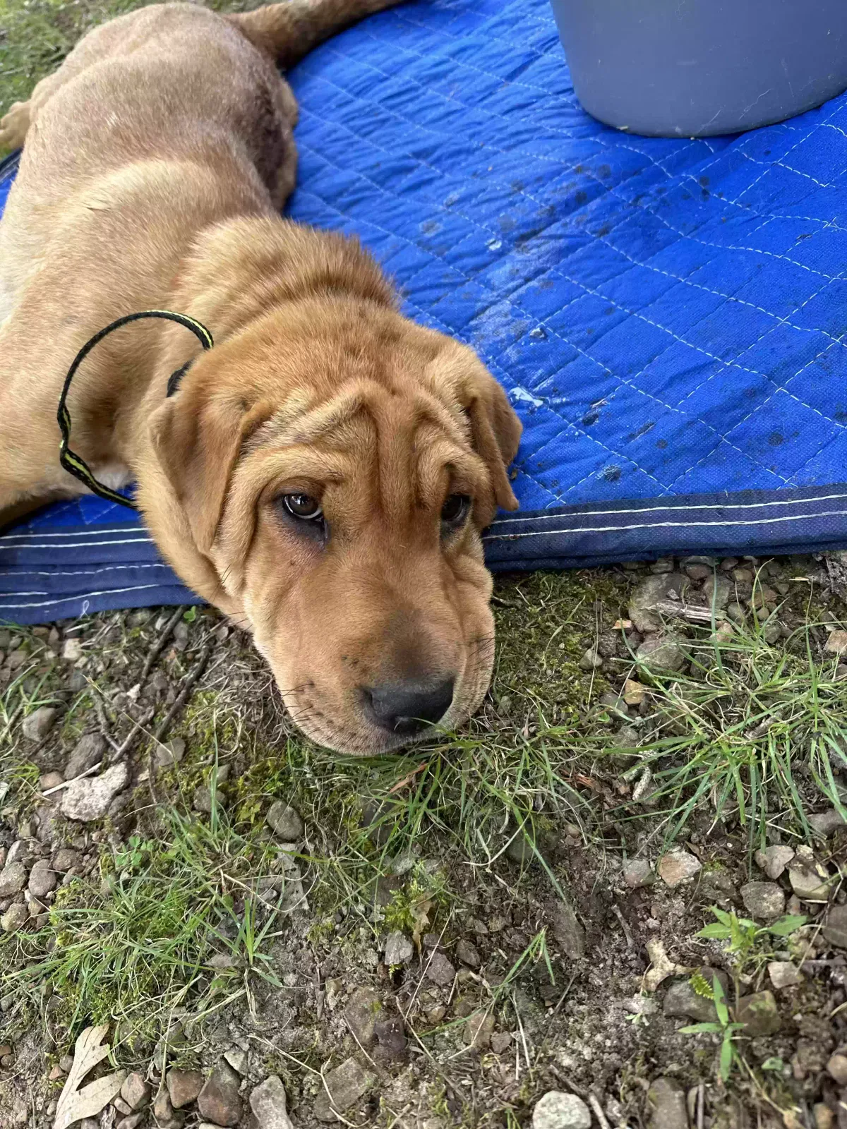Found dog in Harrison, AR, 72601