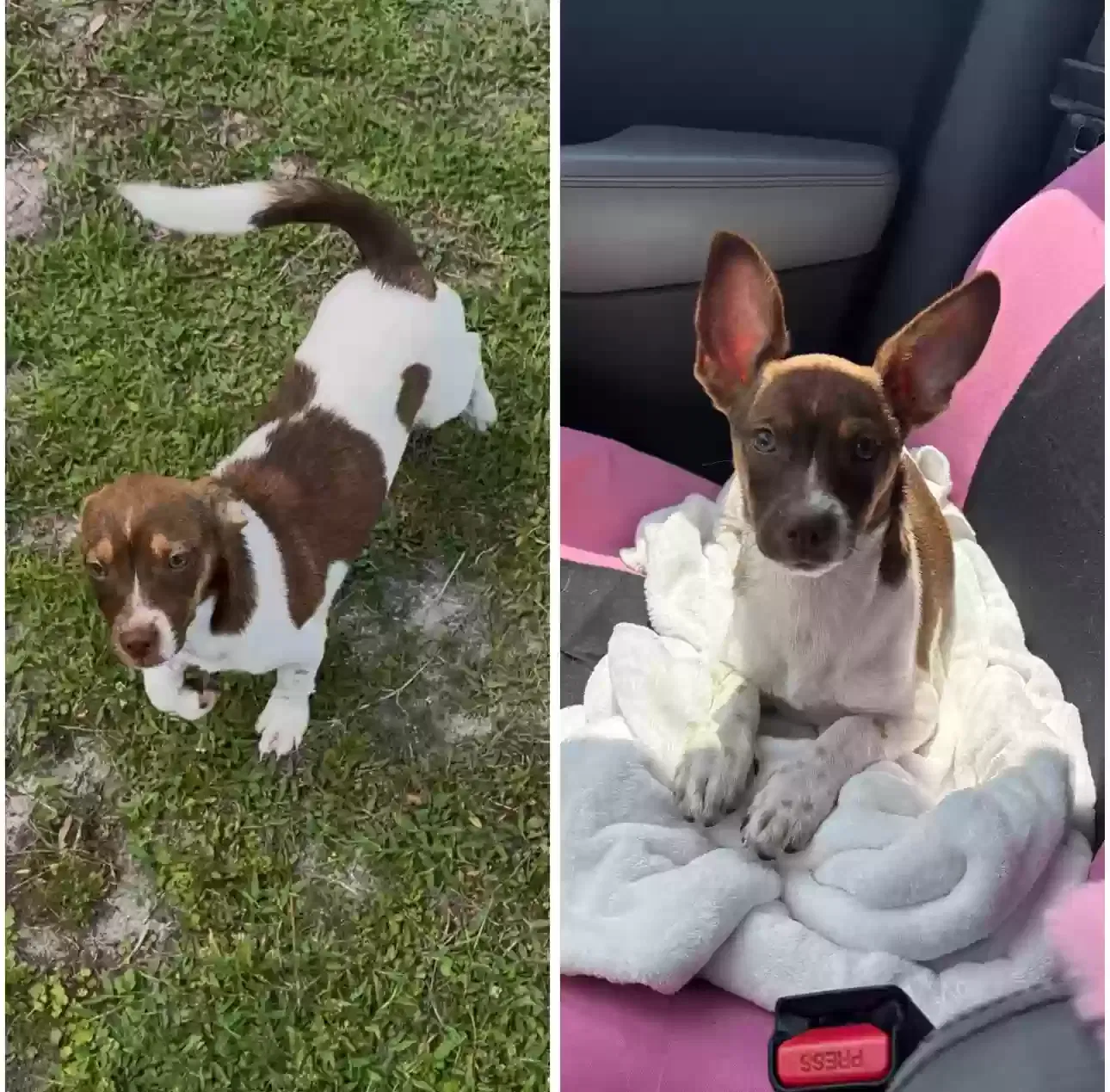 Lost dog in Brooksville, FL, 34601