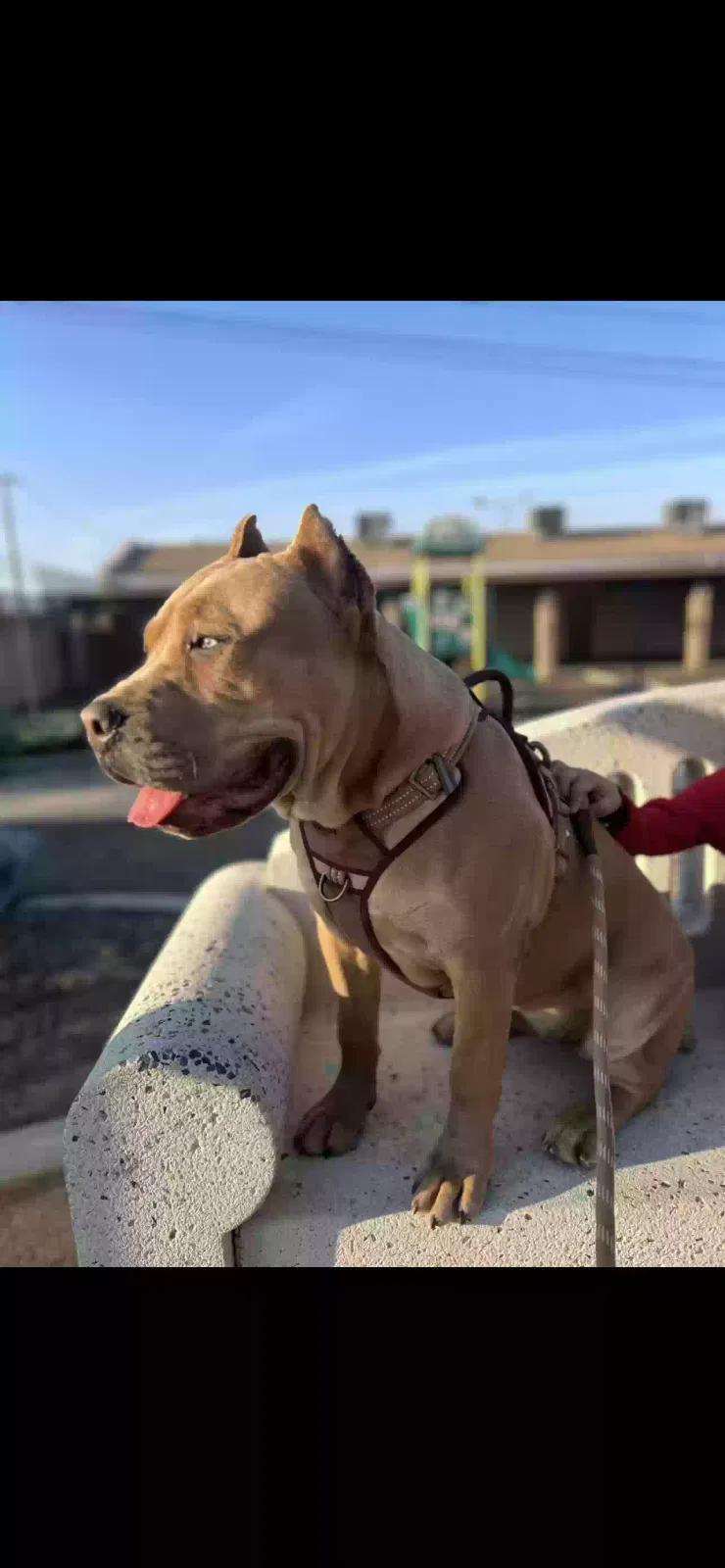 Lost dog in Bloomington, CA, 92316