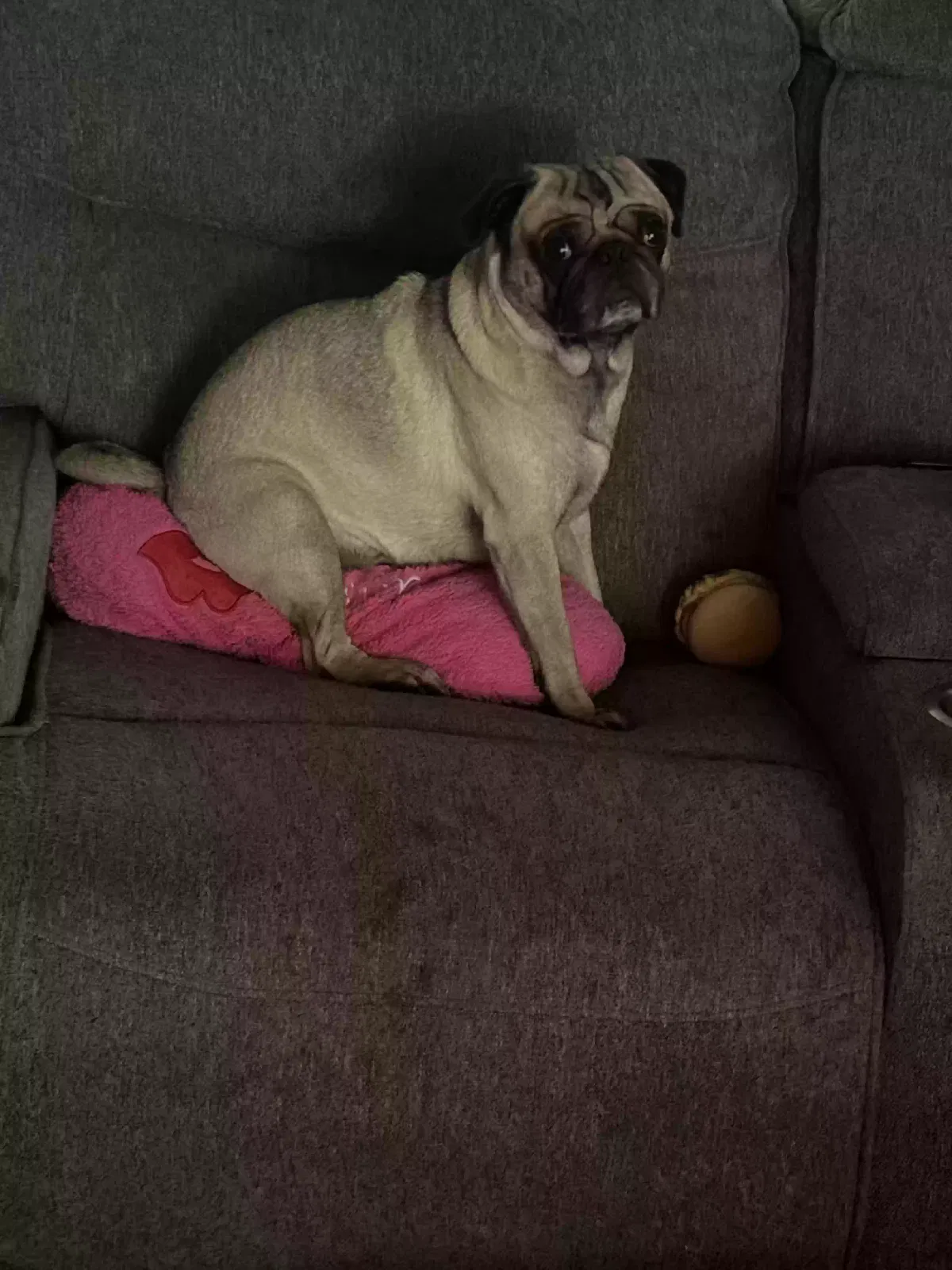 Lost dog in Winton, CA, 95388