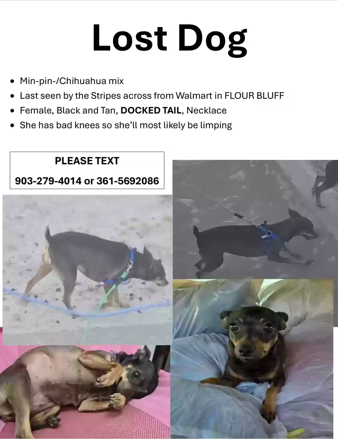 Lost dog in Corpus Christi, TX, 78418