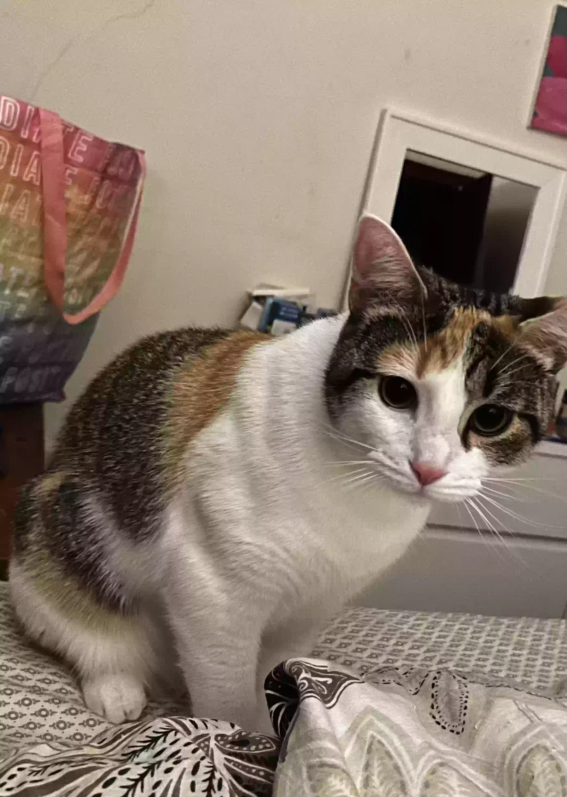 Lost cat in Belmont, MA, 2478