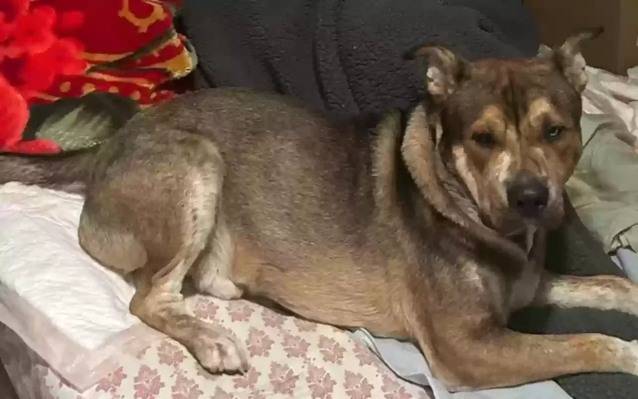 Lost dog in San Bernardino, CA, 92410