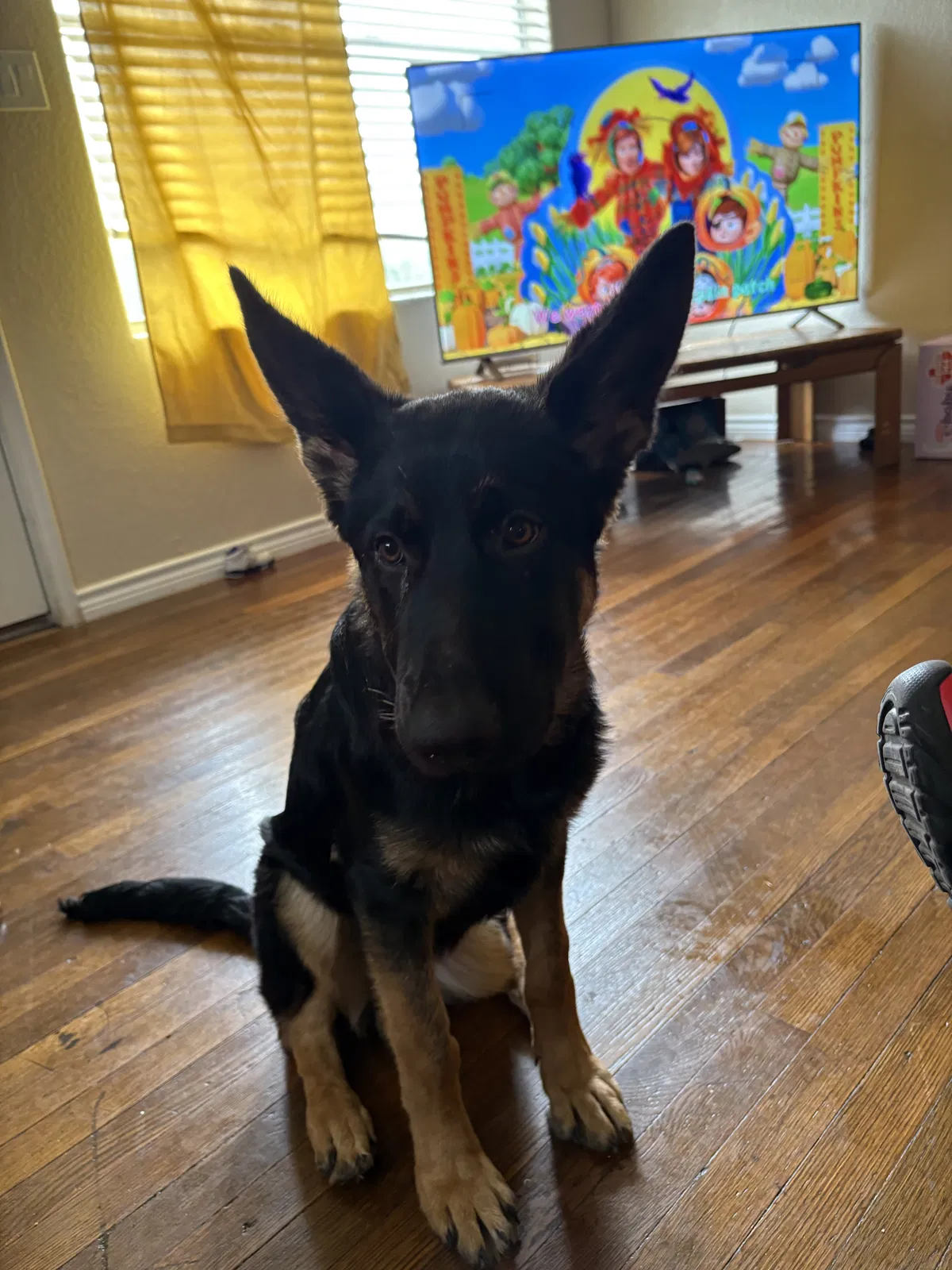 Lost dog in San Antonio, TX, 78221