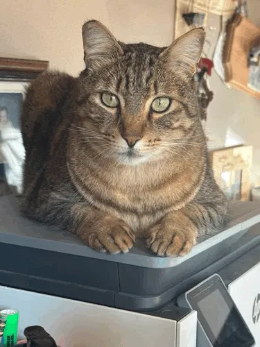 Missing Cat
