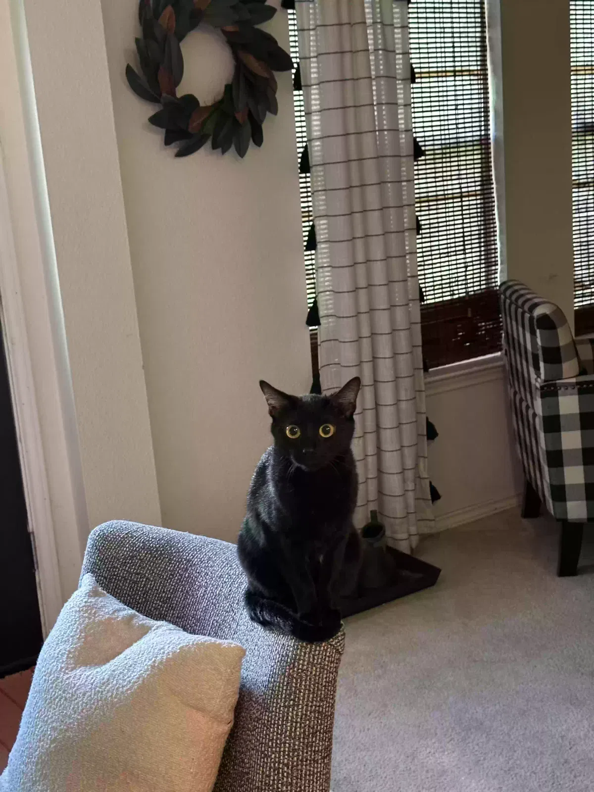 Lost cat in Kyle, TX, 78640