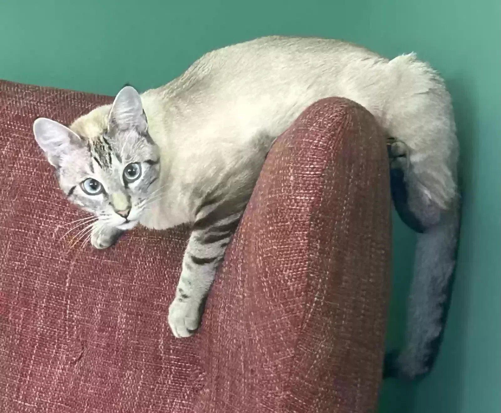 Lost cat in Saint Petersburg, FL, 33707