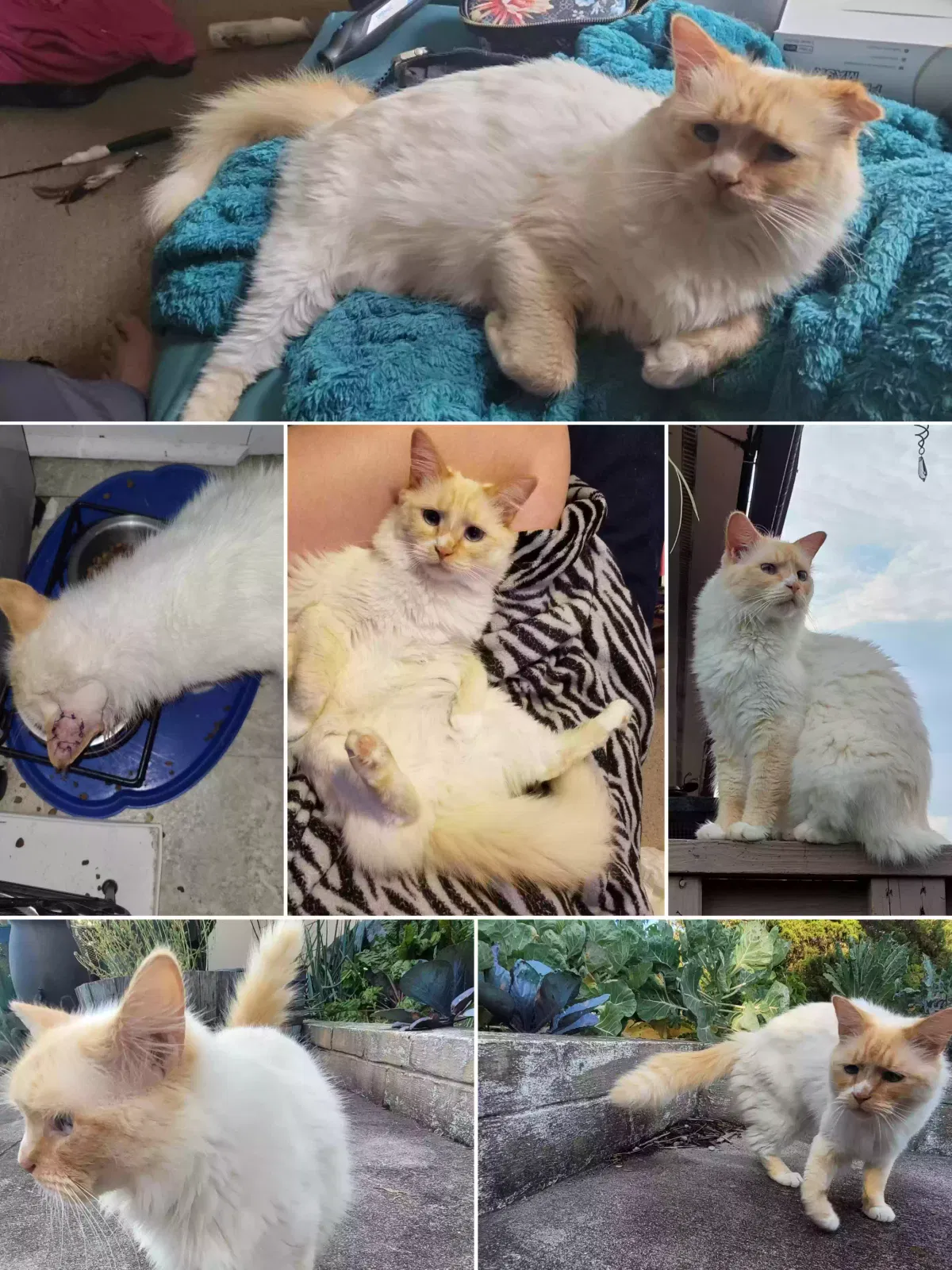 Lost cat in Sevierville, TN, 37862