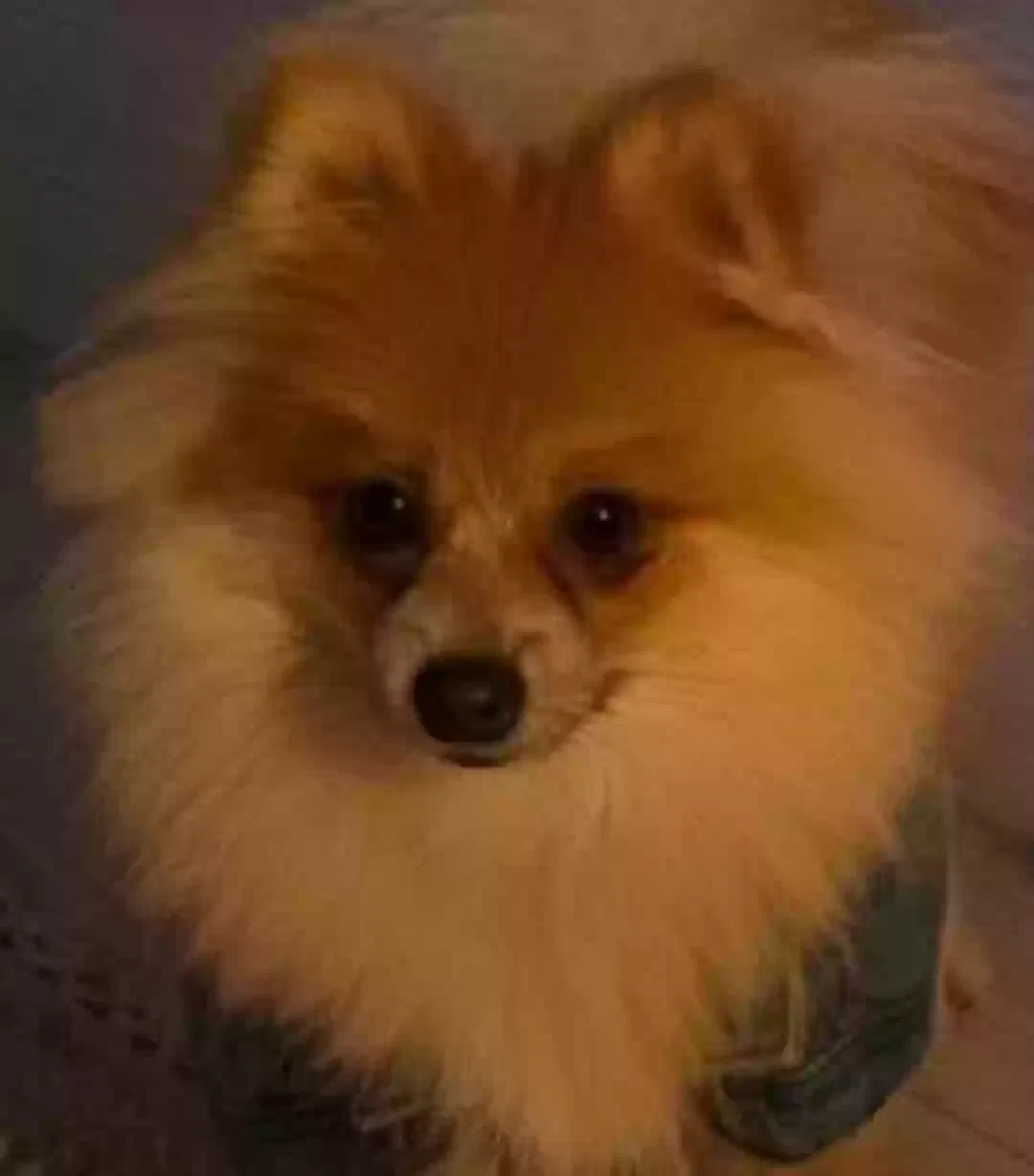 Lost dog in Edmond, OK, 73012