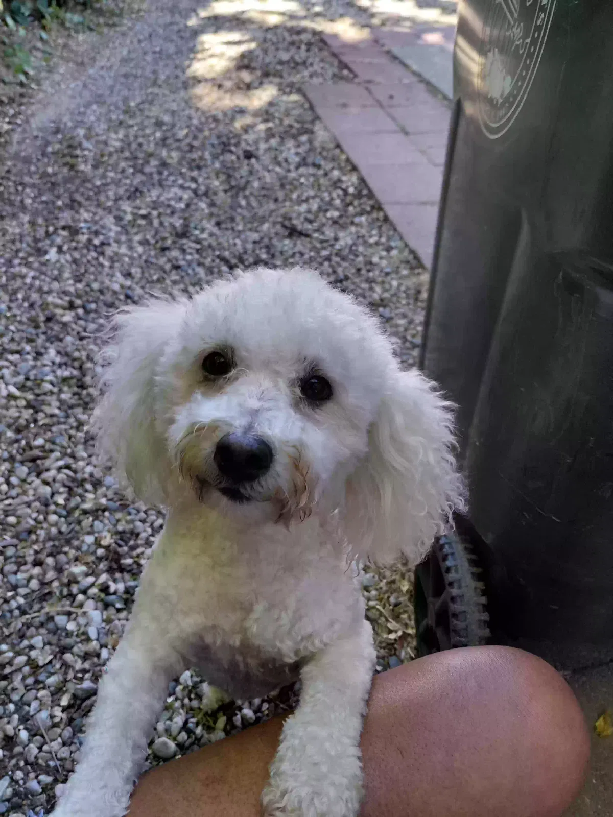 Lost dog in Citrus Heights, CA, 95621