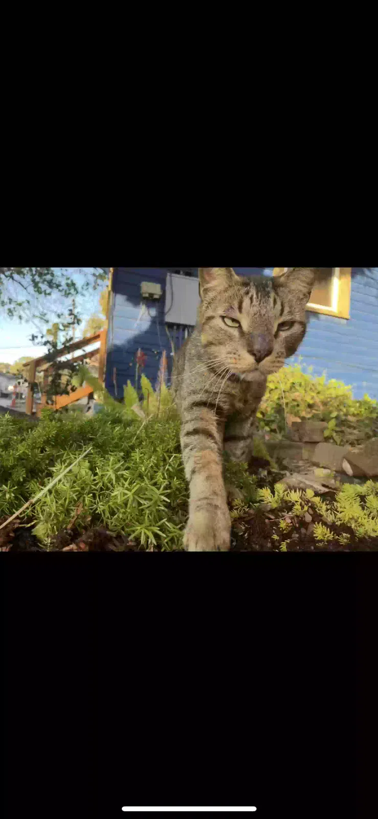 Lost cat in New Orleans, LA, 70118