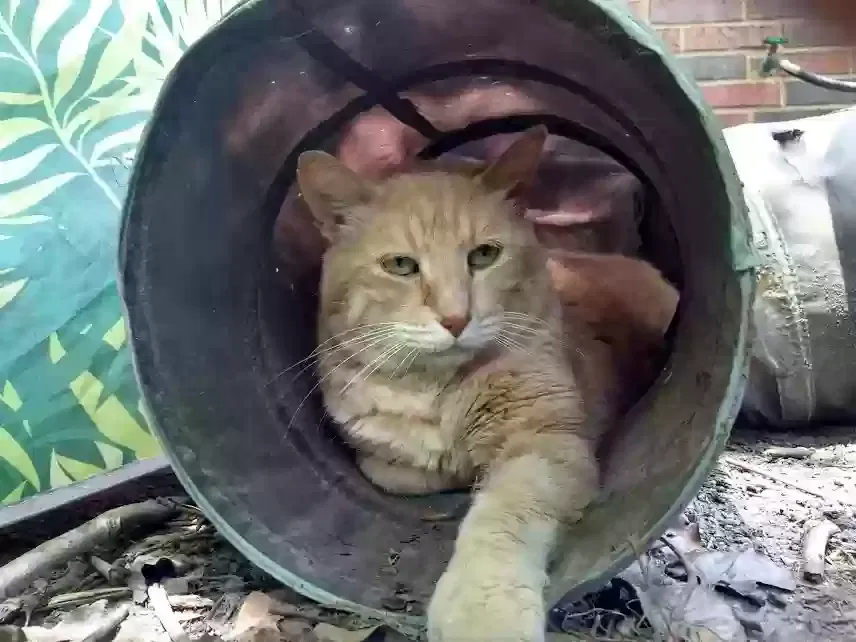 Lost cat in Tampa, FL, 33617