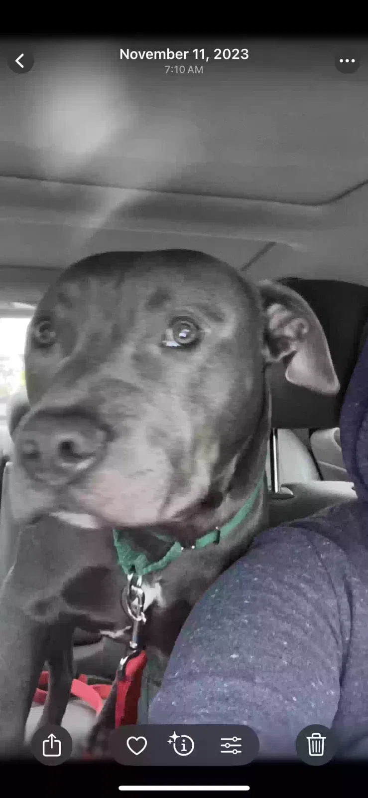 Lost dog in Greensboro, NC, 27401