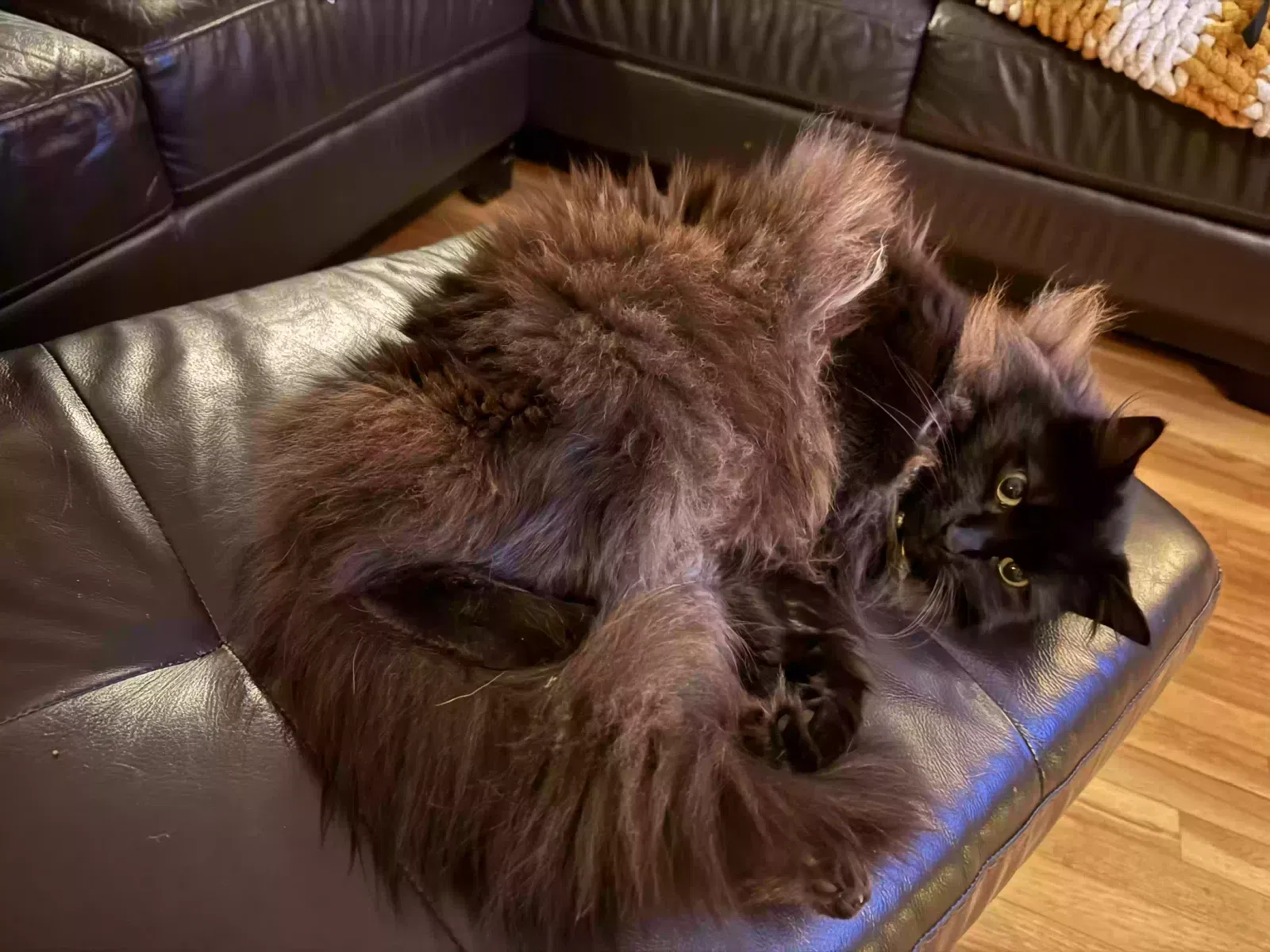 Lost cat in San Jose, CA, 95125
