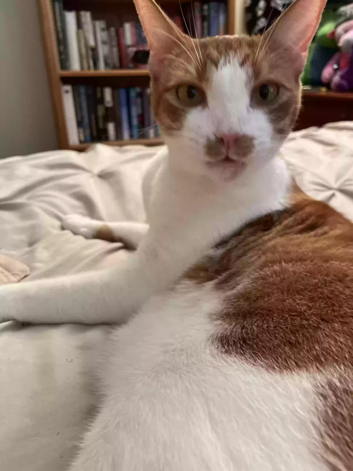 Lost cat in Rocklin, CA, 95765