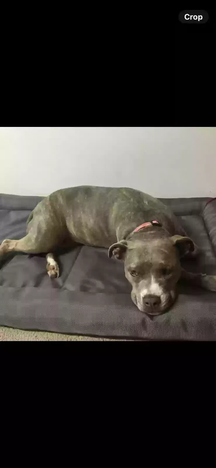 Lost dog in Indianapolis, IN, 46227