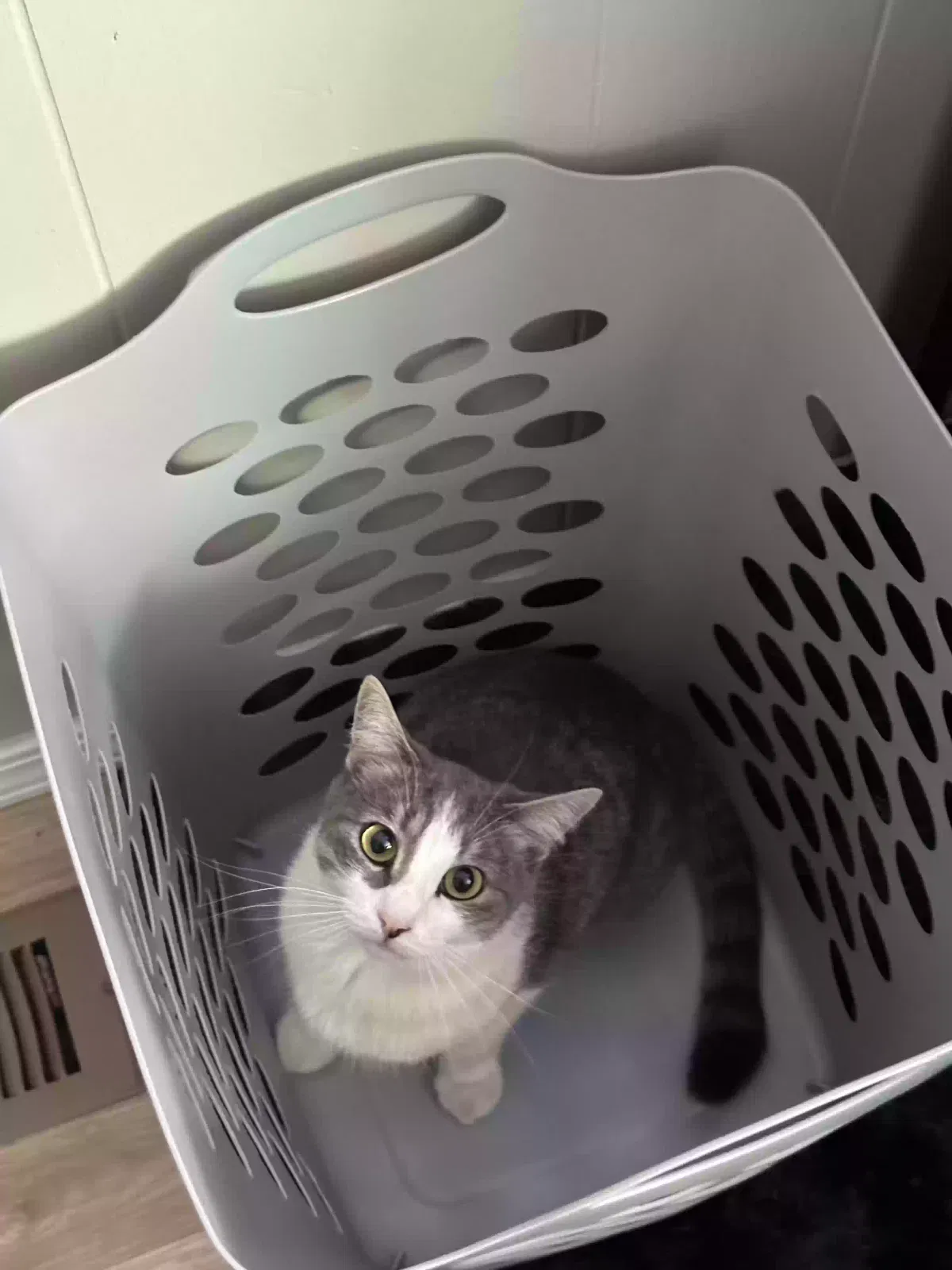 Lost cat in Canon City, CO, 81212