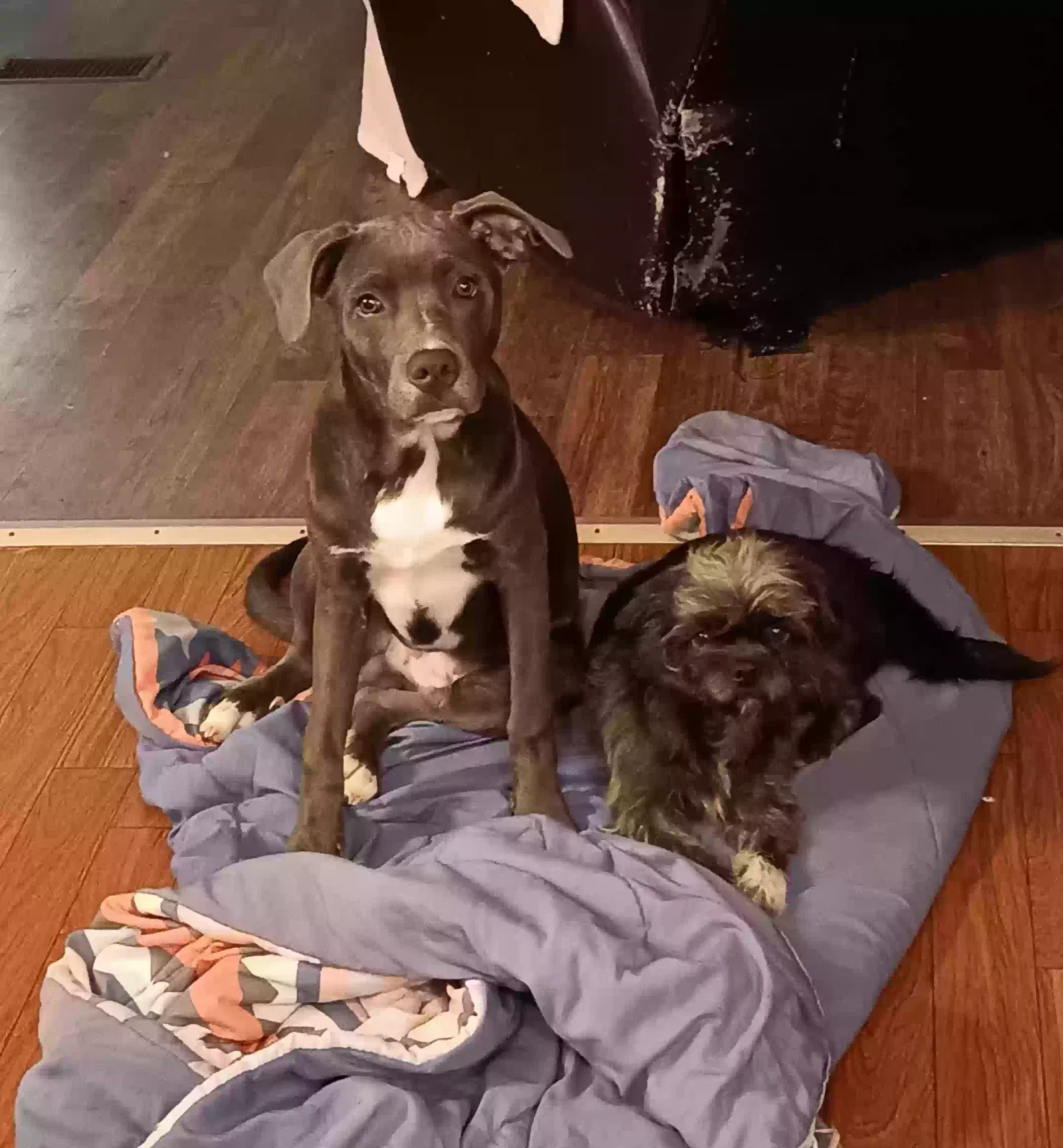 Lost dog in Grand Bay, AL, 36541